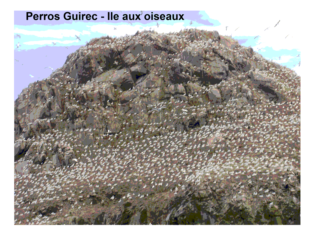 île aux oiseaux